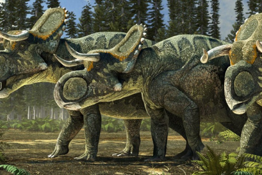 Nasutoceratops 01
