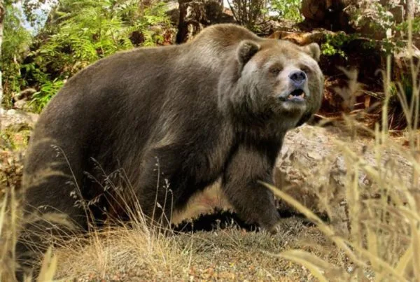 Oso Cavernario 01