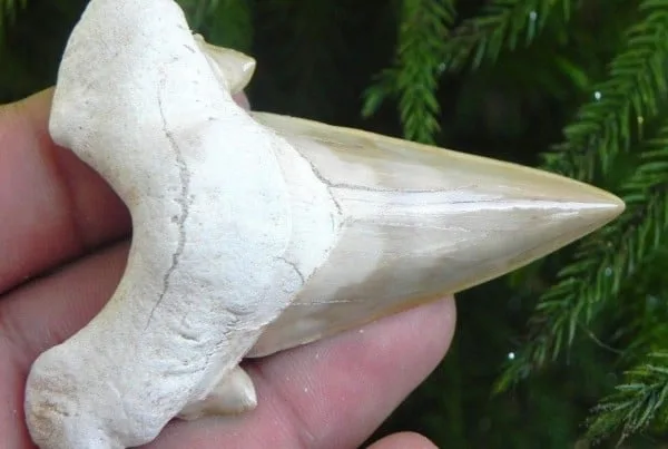 Otodus Obliquus 01