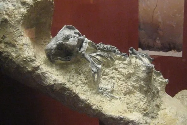 Palaeocastor 01