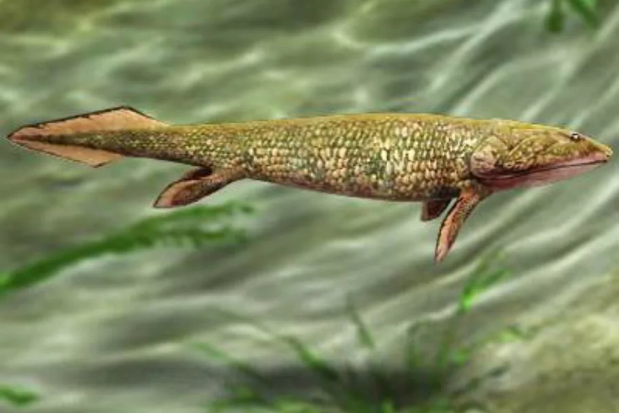 Panderichthys 01