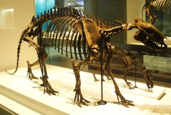 Phenacodus 01