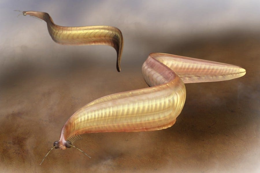 Pikaia Amigos De Los Dinosaurios Y La Paleontolog a Pikaia Amigos De Los Dinosaurios Y La Paleontolog a