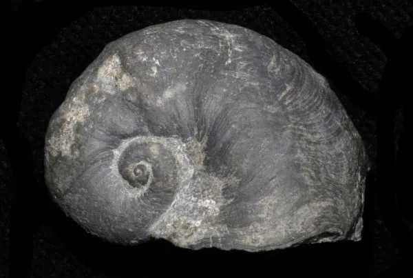 Platyceras 01