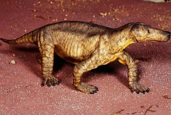 Procynosuchus 01