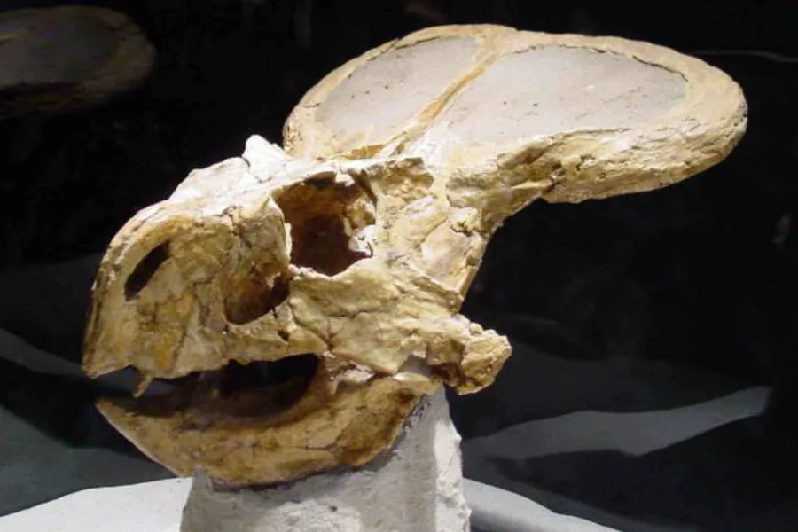 Protoceratops 01
