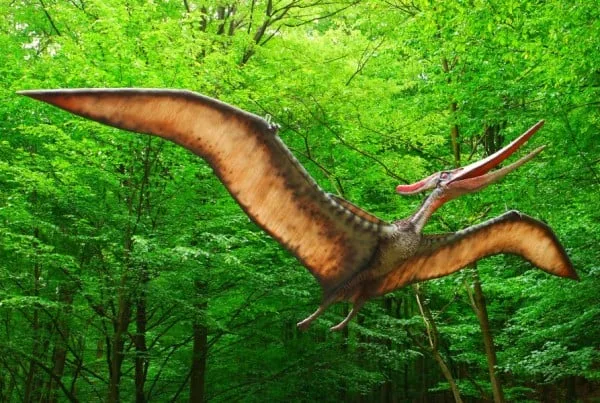 Pteranodon 01