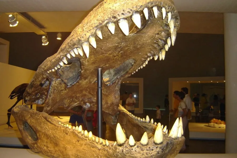Purussaurus 01