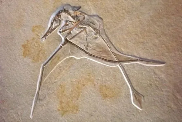 Rhamphorhynchus 01