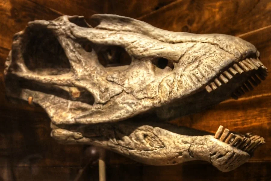 Seismosaurus 01