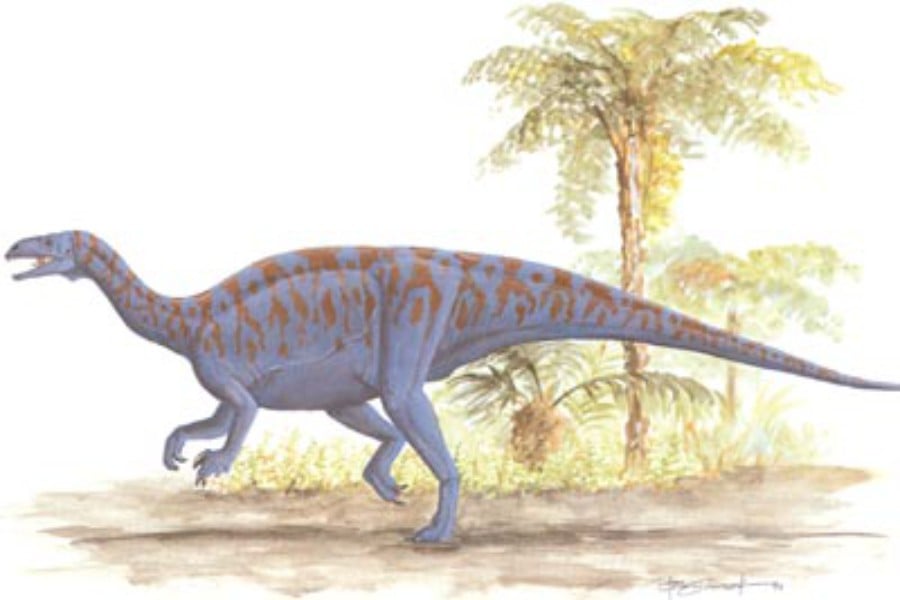 Sellosaurus 01