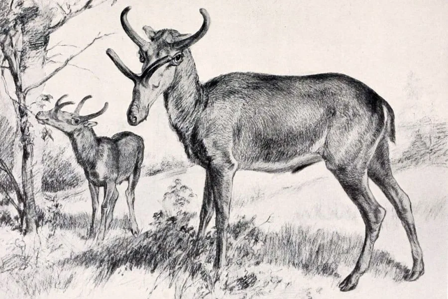 Syndyoceras 01