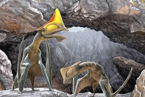Tapejara 01