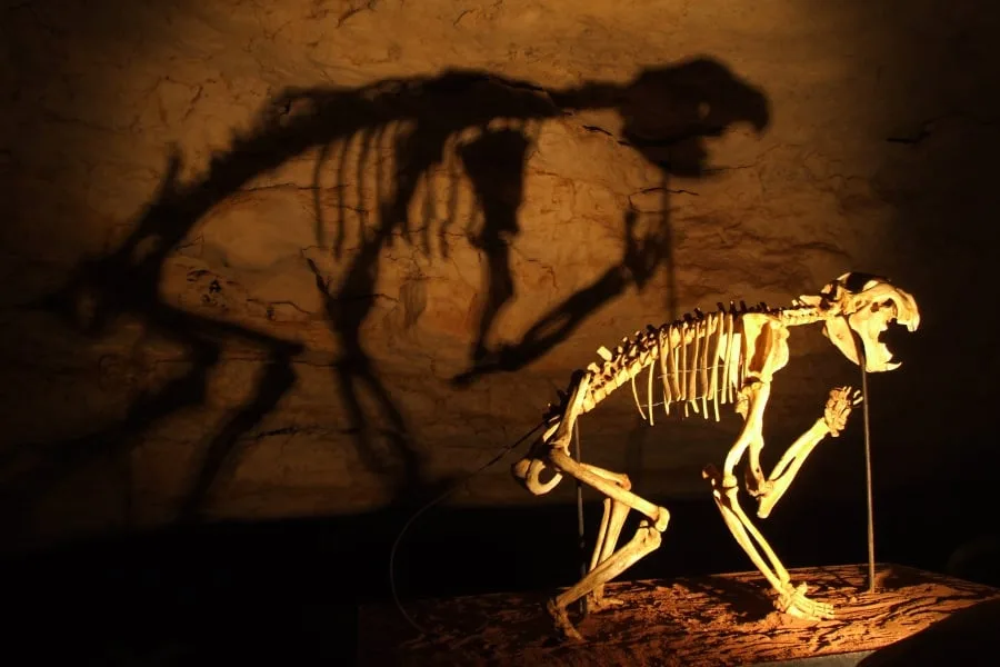 Thylacoleo 01