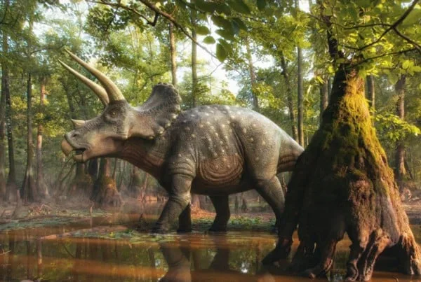 Triceratops 01