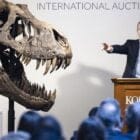 Mamut | Amigos de los Dinosaurios y la Paleontología