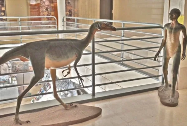 Troodon 01