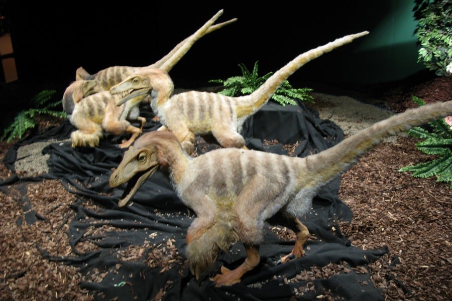 Velociraptor | Amigos de los Dinosaurios y la Paleontología